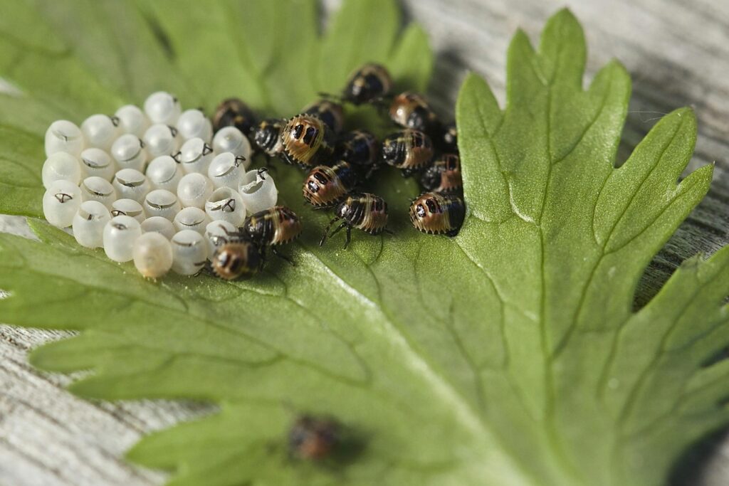 Macro shot of insect eggs and hatchlings on a green leaf, showcasing the beauty of nature.